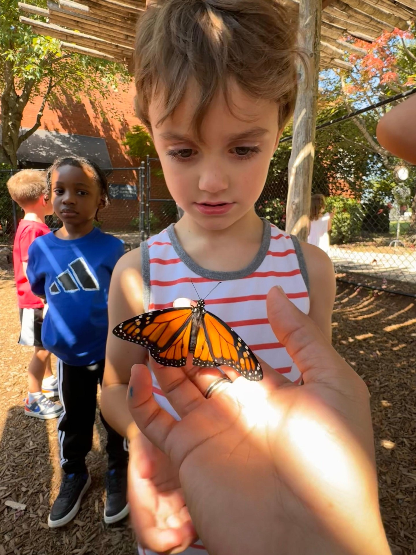 Young student observing a monarch butterfly outdoors